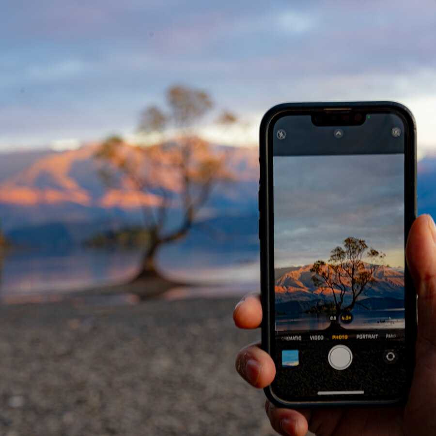 A hand holding a phone while photographing a lakeside tree