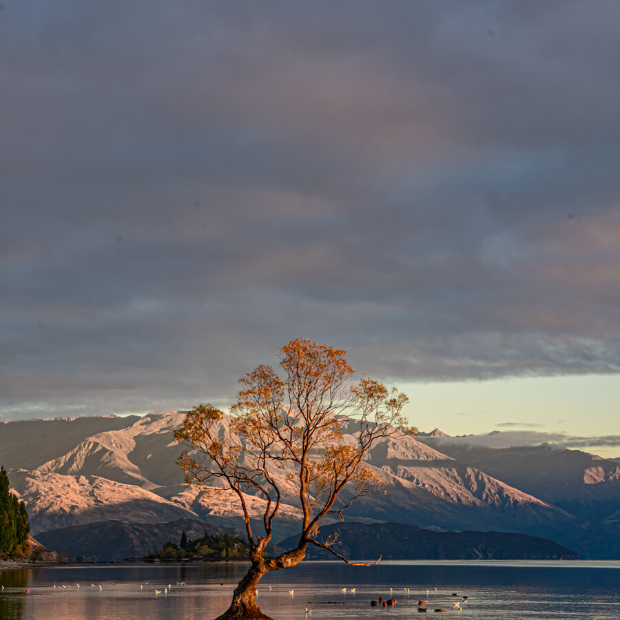 A lone tree lit warmly beside a lake beneath heavy cloud